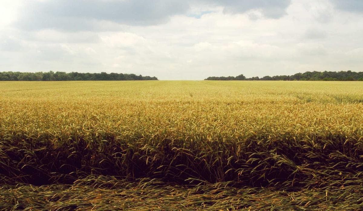 Program Kami (placeholder)